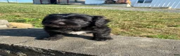 Mixed Breed dogs for sale: Archie - Ad 3