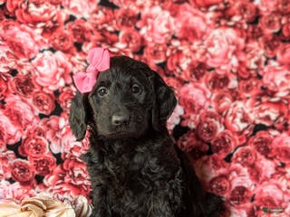 Goldendoodle dogs Felicia Standard size Hypoallergenic - Ad 36