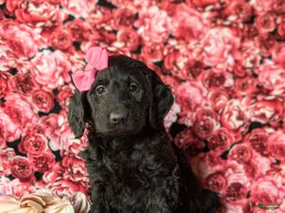 Goldendoodle dogs Felicia Standard size Hypoallergenic - Ad 4