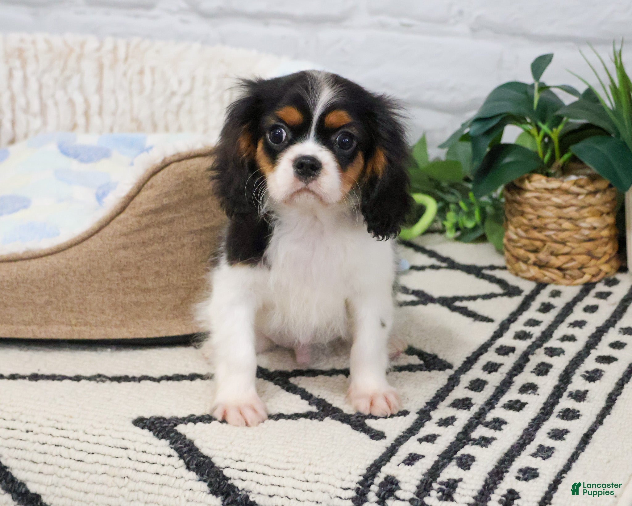 Cavalier King Charles Spaniel dogs Kaiden  - Ad 20