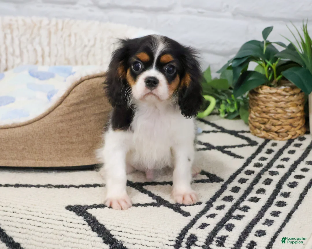 Cavalier King Charles Spaniel dogs for sale: Kaiden  - Ad 1