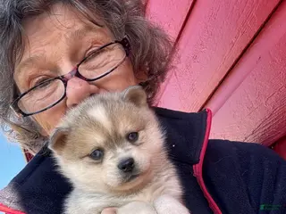 Alaskan Klee Kai dogs Alaskan Klee Kai Puppy 1 - Ad 12