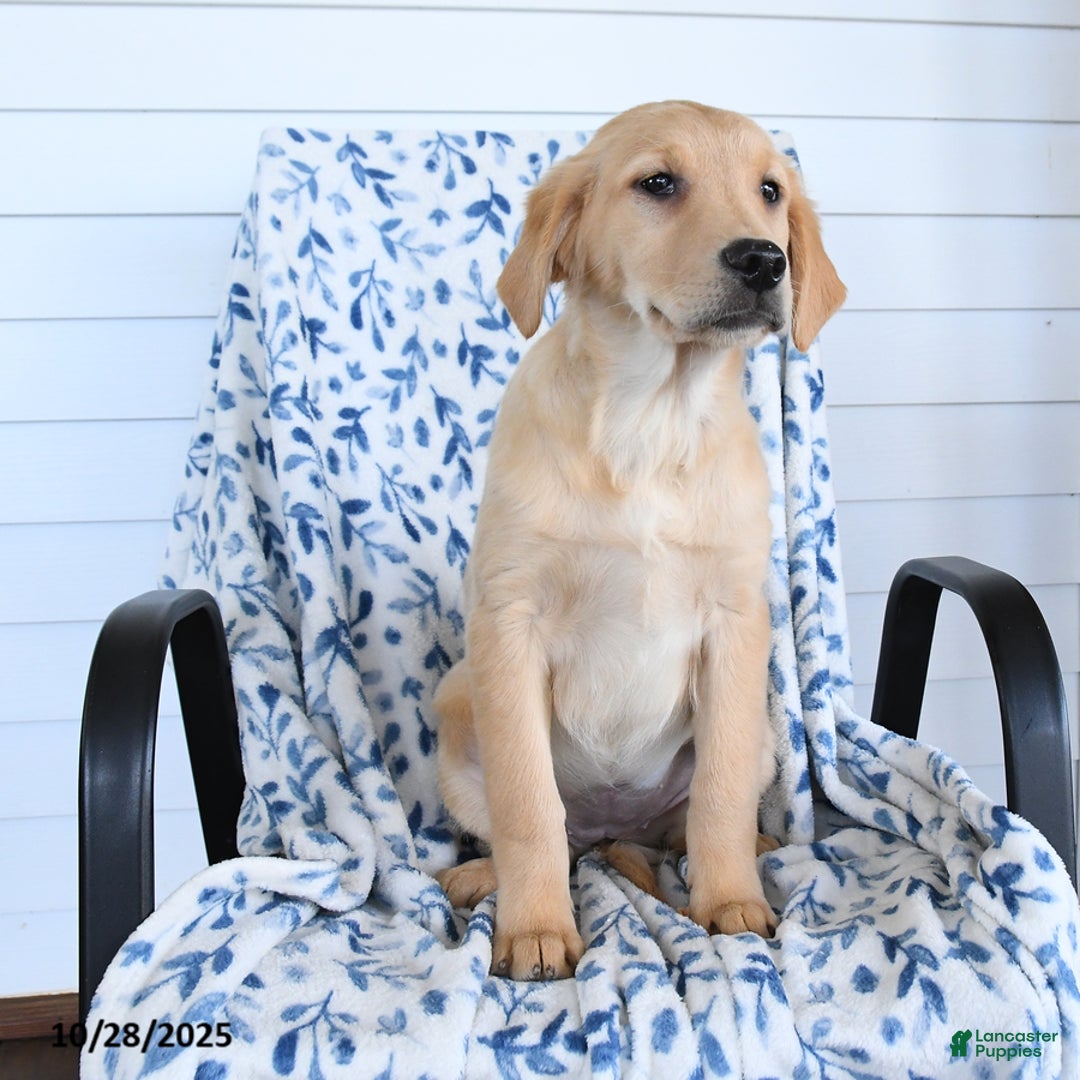 Golden Retriever dogs for sale: Paisley - Ad 1