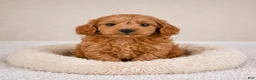 Cavapoo dogs for sale: cooper - Ad 4
