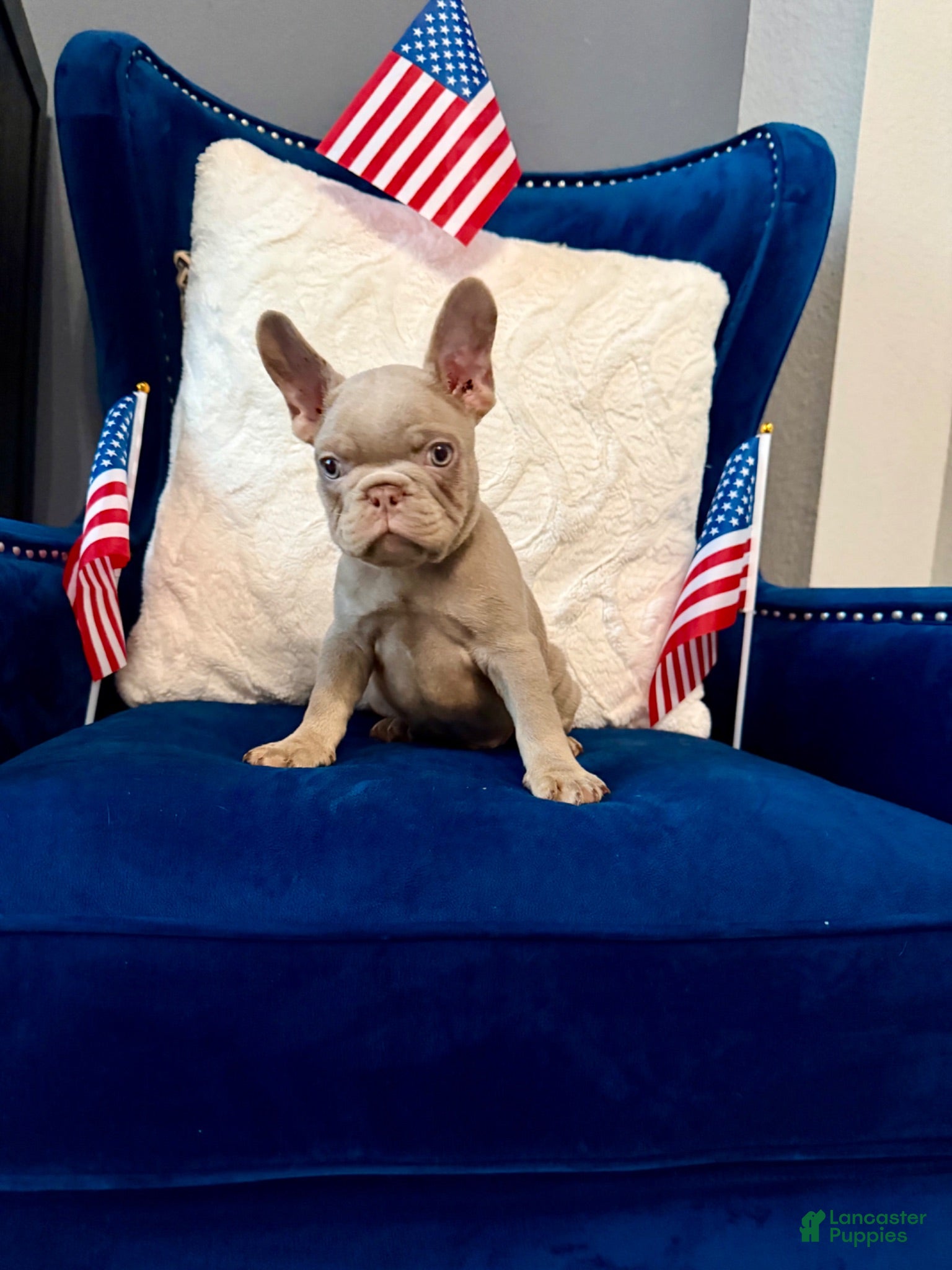 French Bulldog dogs French Bulldog 3 - Ad 7
