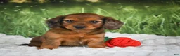Miniature Dachshund dogs for sale: AKC Dixie - Ad 1