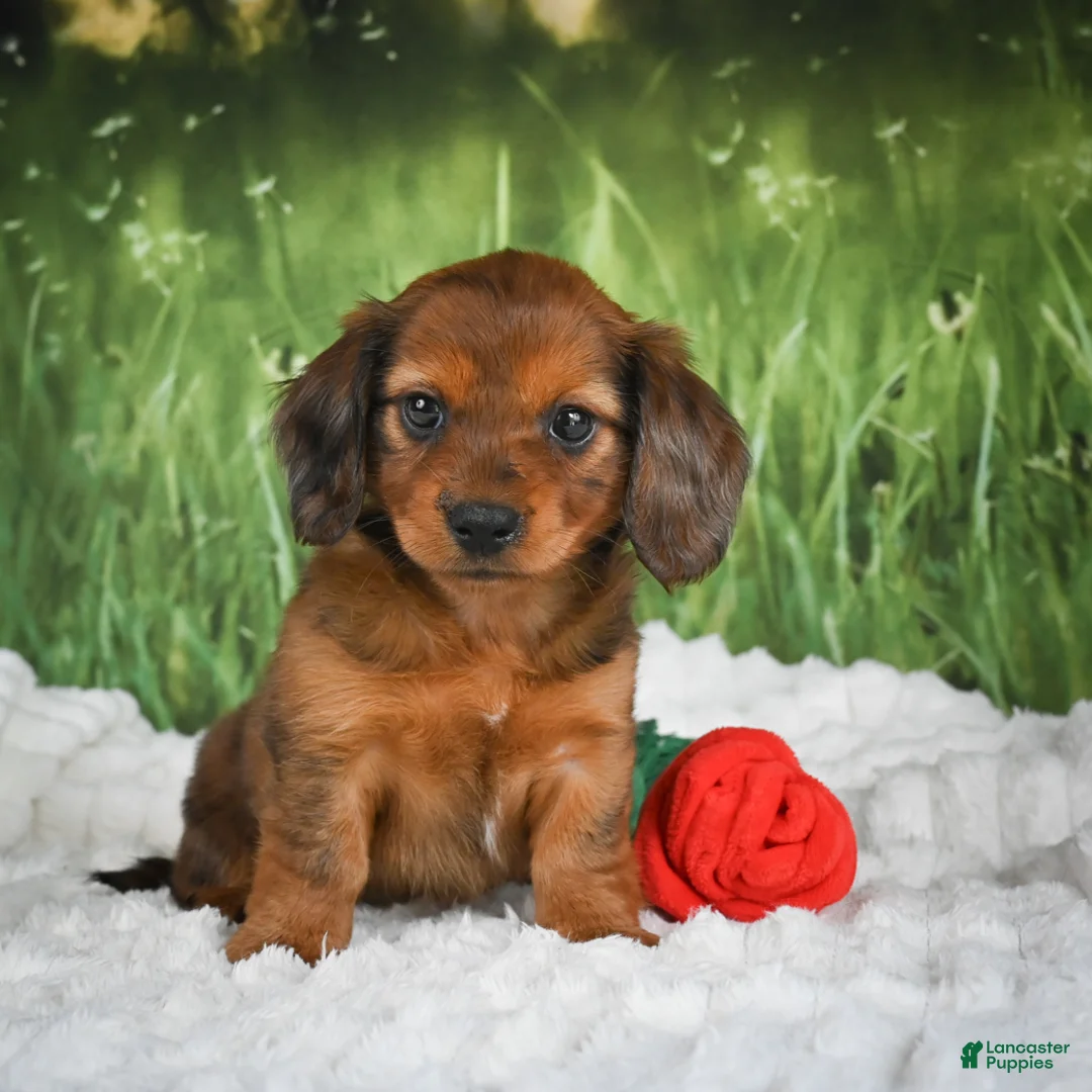 Miniature Dachshund dogs for sale: AKC Dixie - Ad 1