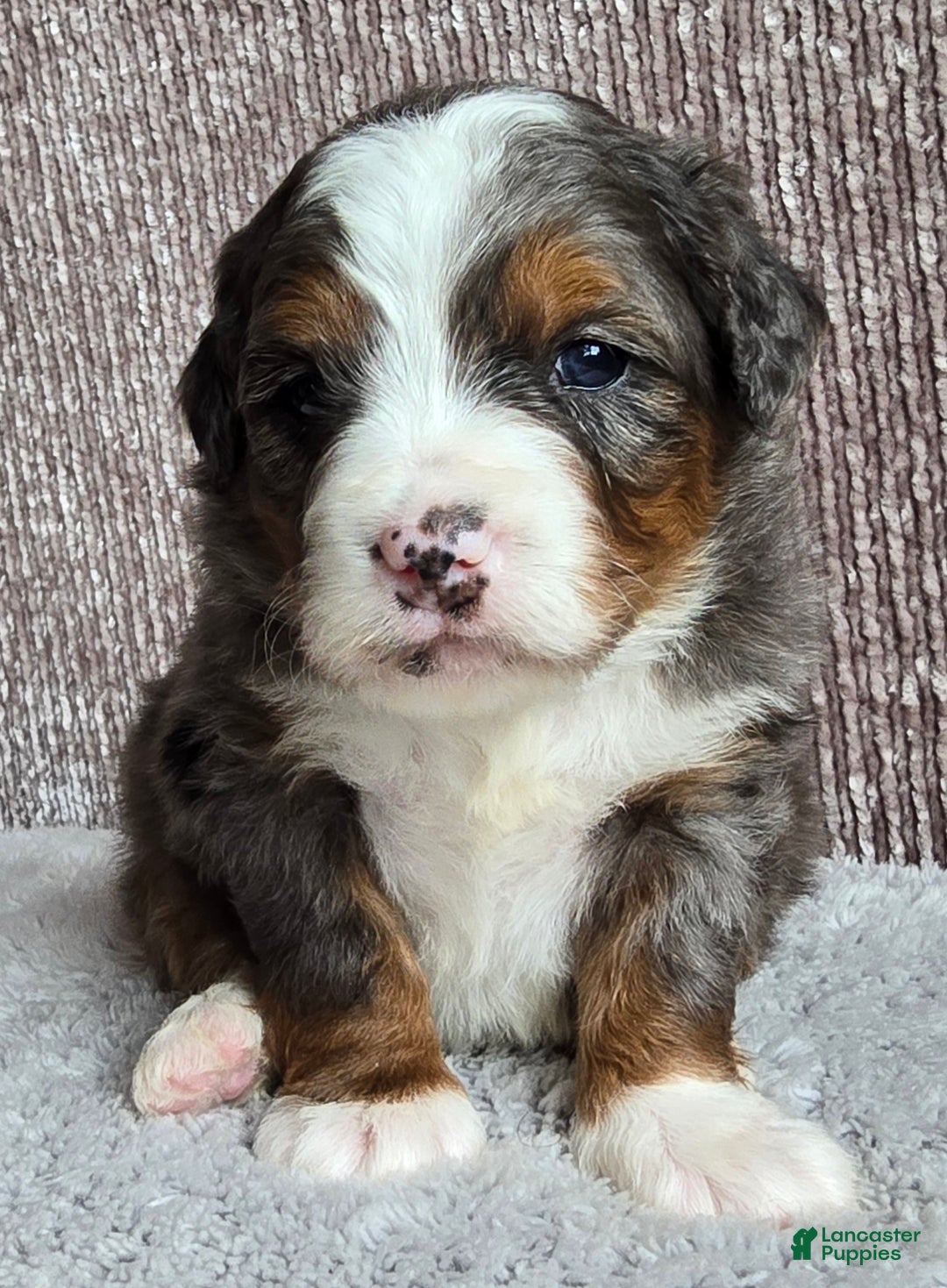 Mini Bernedoodle dogs for sale: Mini Sophie - Ad 2