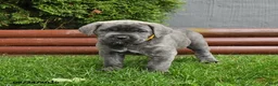 Cane Corso dogs for sale: Antler - Ad 3
