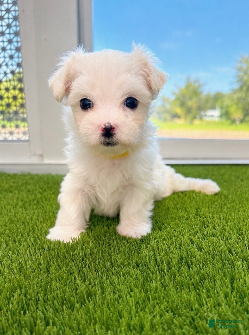 Maltese dogs Maltese 1 - Ad 24