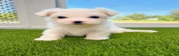 Maltese dogs for sale: Maltese 1 - Ad 1