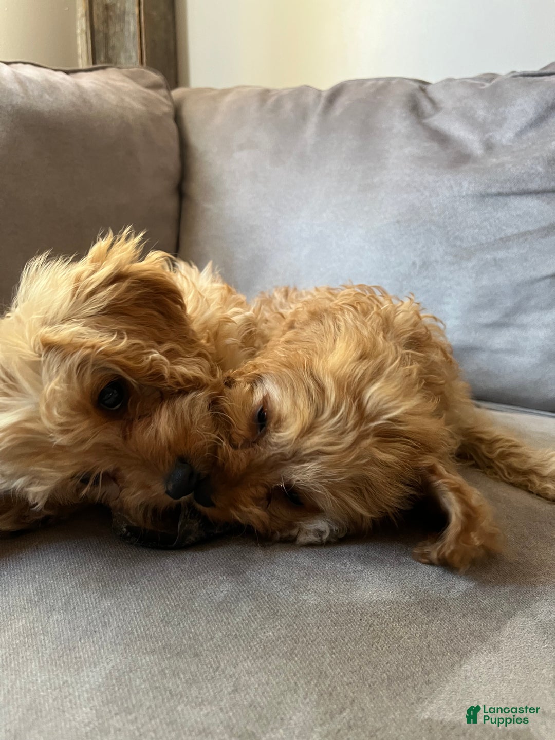 Cavapoo dogs for sale: Mason - Ad 8