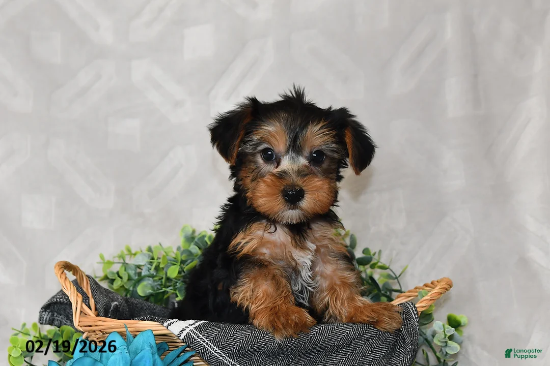 Yorkshire Terrier dogs for sale: Avery - Ad 3
