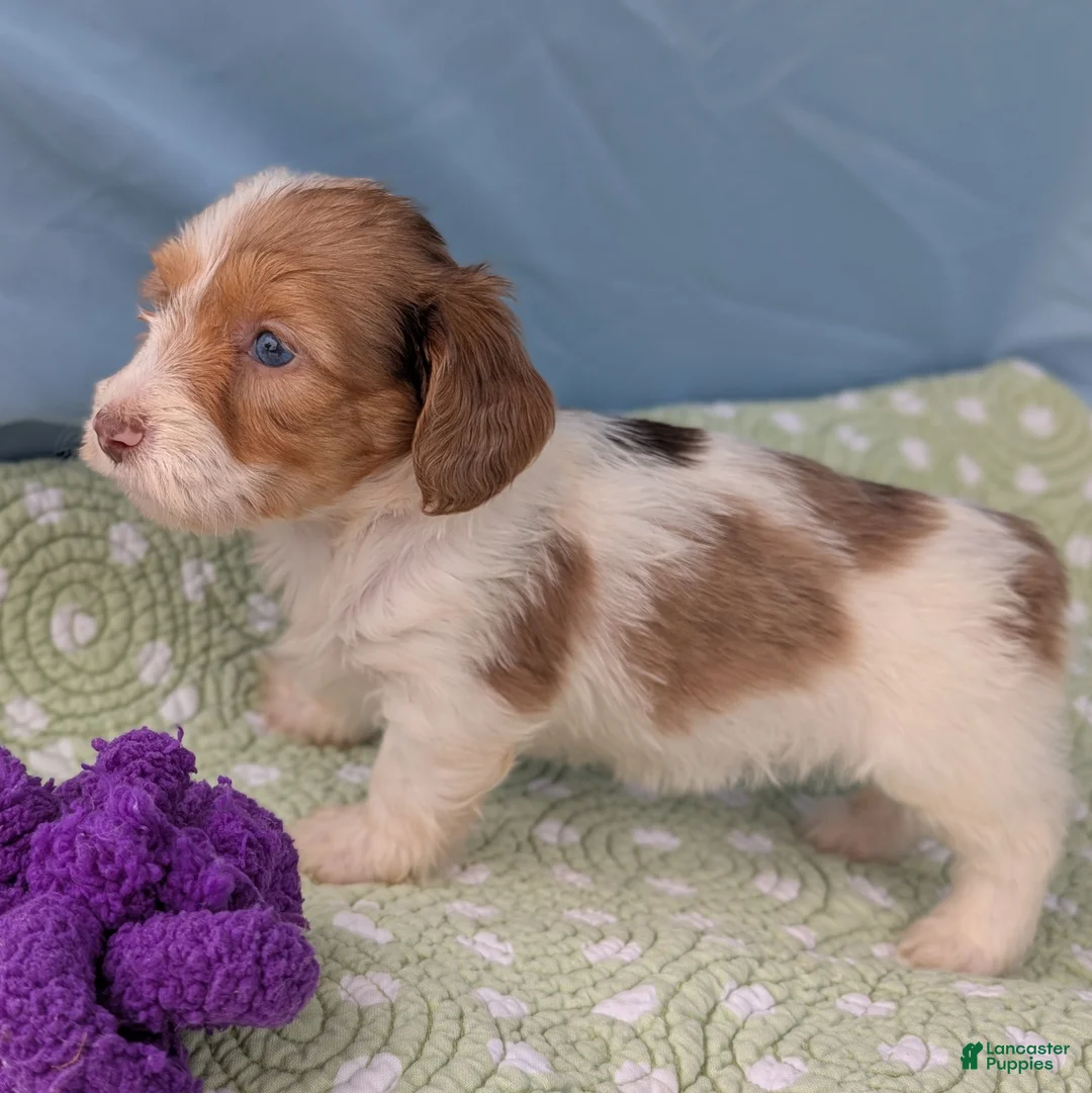 Miniature Dachshund dogs for sale: Rose - Ad 8