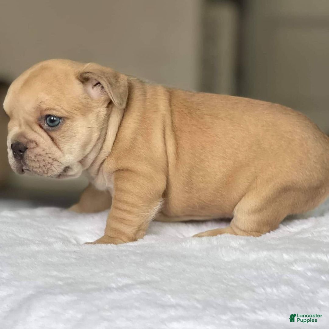 French Bulldog dogs for sale: Loli - Ad 4