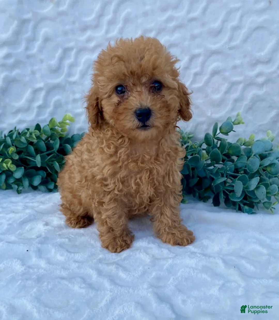 Miniature Poodle dogs for sale: Milo - Ad 1