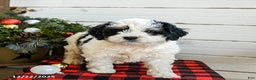Mini Bernedoodle dogs for sale: Cream Puff - Ad 2