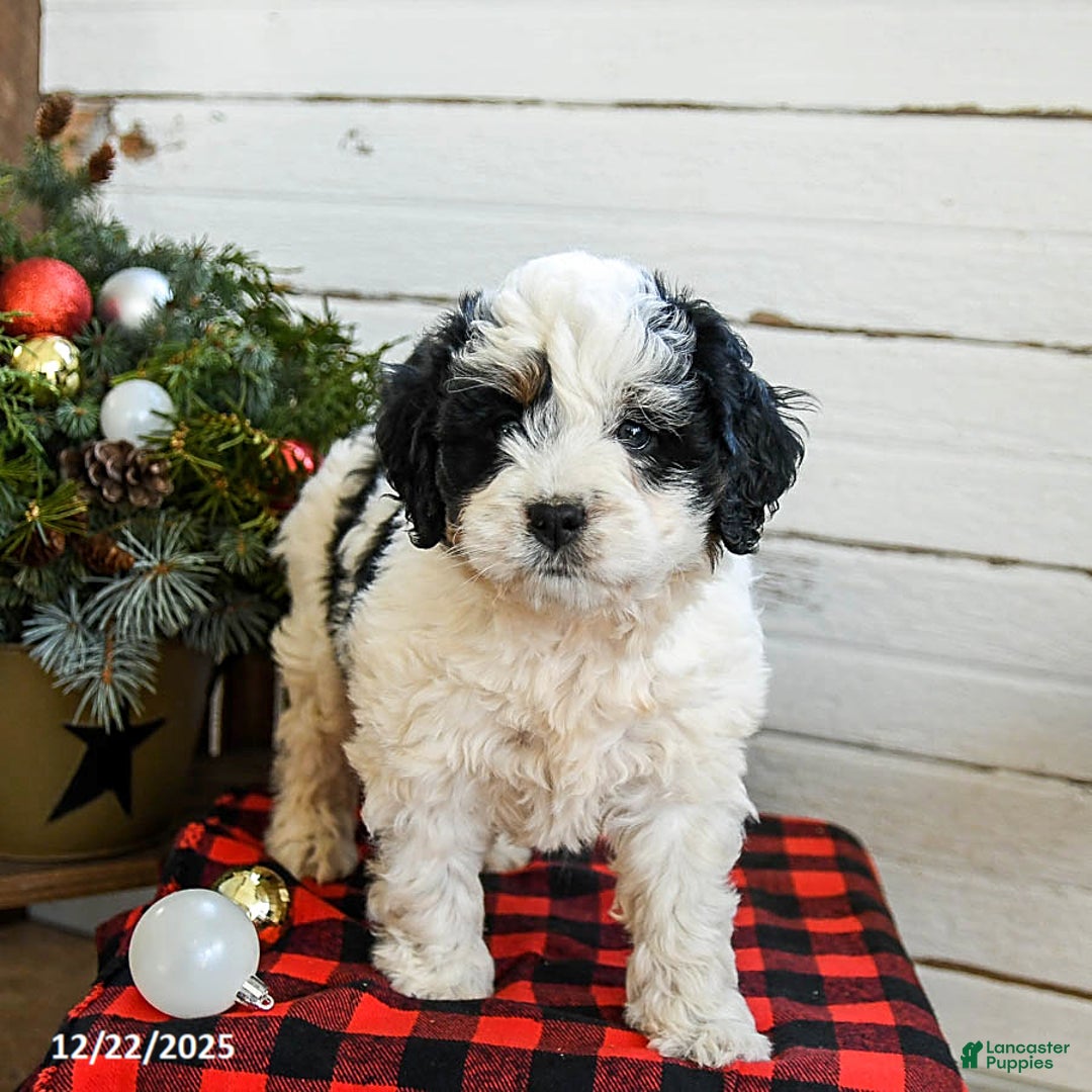 Mini Bernedoodle dogs for sale: Cream Puff - Ad 2
