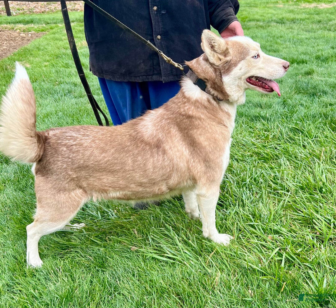 Siberian Husky dogs for sale: Rose - Ad 2