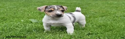 Jack Russell Terrier dogs for sale: Pepper - Ad 3