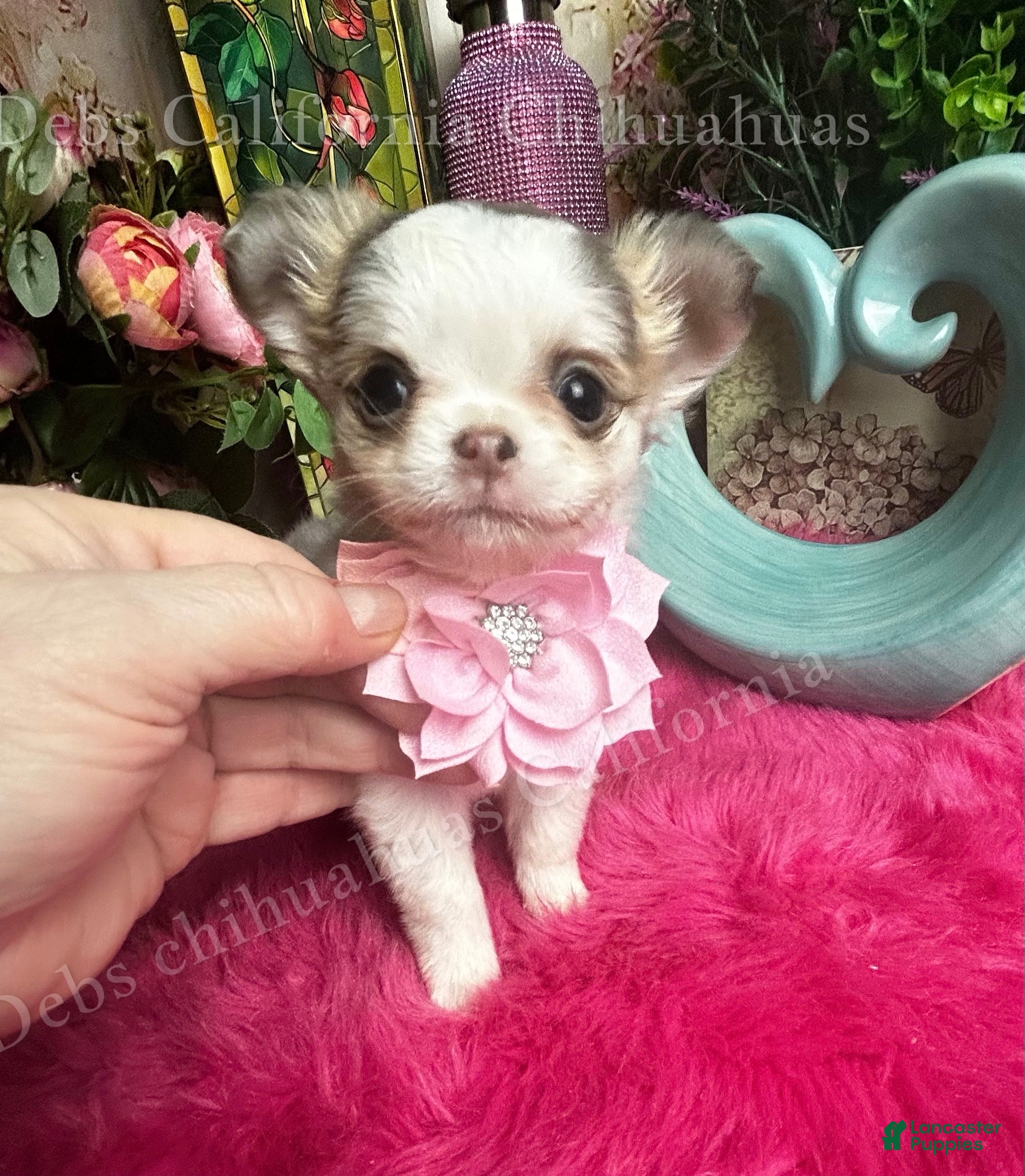 Chihuahua dogs Longhair DOLLFACE  - Ad 1