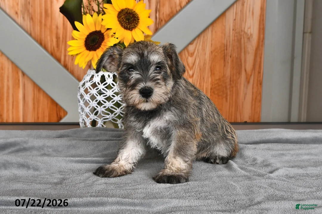 Miniature Schnauzer dogs for sale: Martha - Ad 2