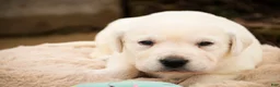 Labrador Retriever dogs for sale: Sharlotte - Ad 2