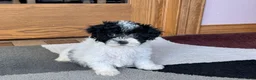 Havapoo dogs for sale: Norm - Ad 3