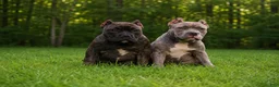 American Bully dogs for sale: Pumbaa  - Ad 3