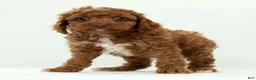 Cavapoo dogs for sale: Lars - Ad 2
