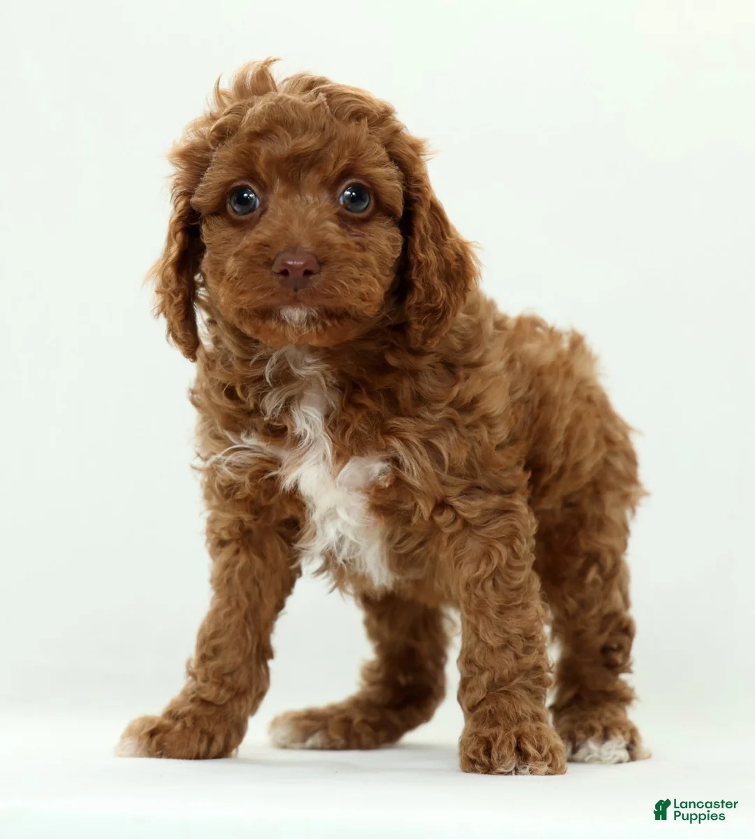 Cavapoo dogs for sale: Lars - Ad 2