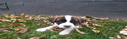 Saint Bernard dogs for sale: Ellie - Ad 4