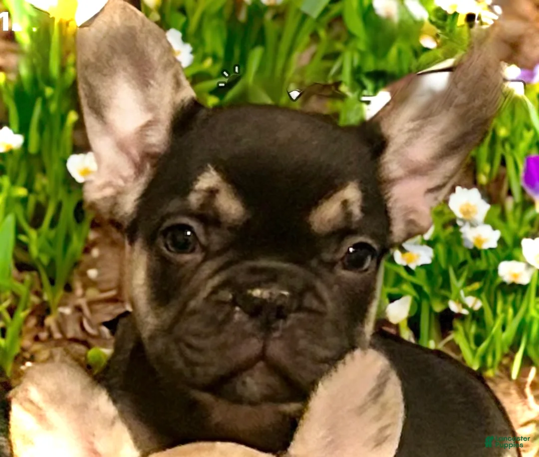 French Bulldog dogs for sale: Pluto - Ad 13