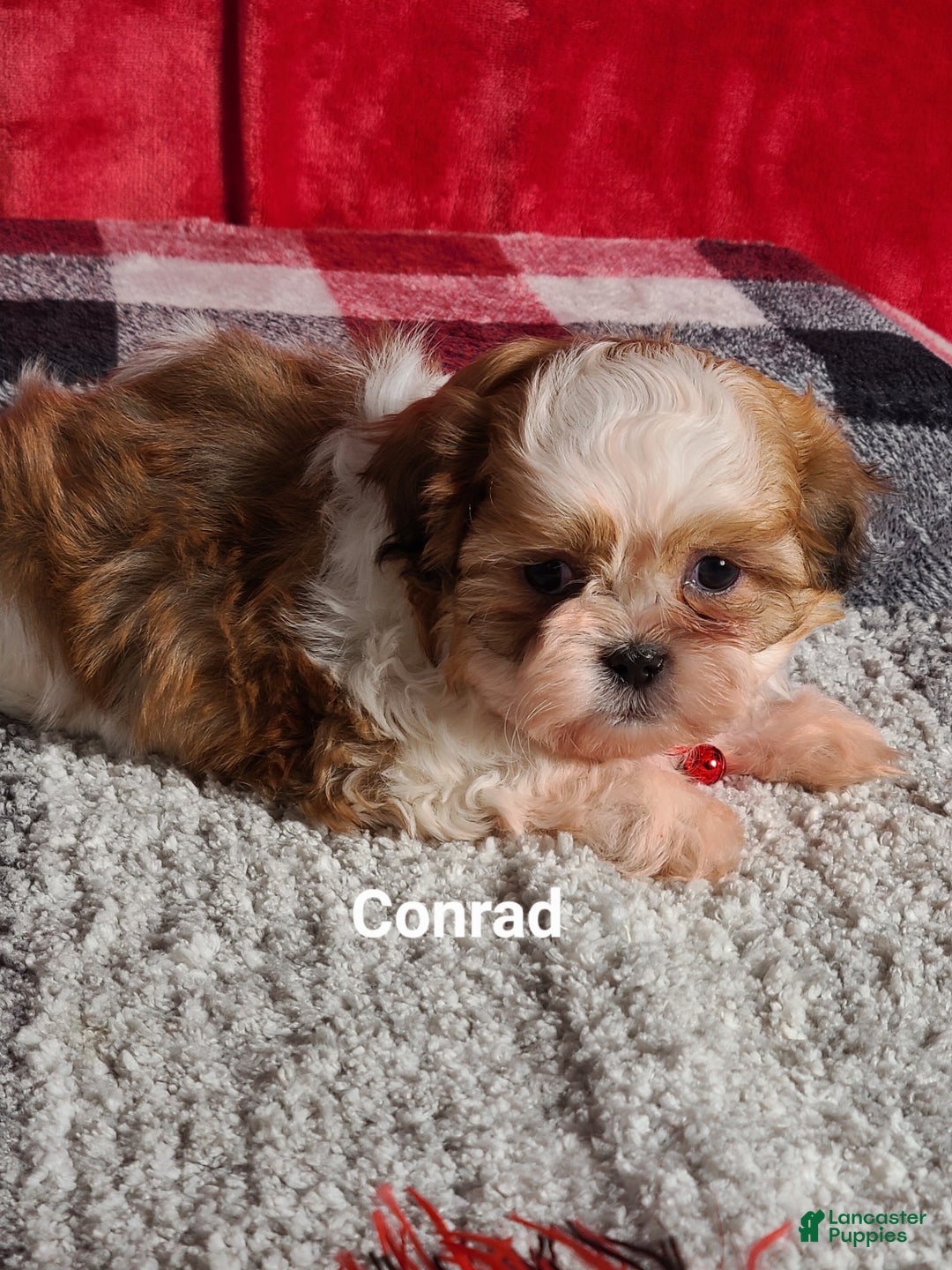 Shih Tzu dogs for sale: Conrad  - Ad 6