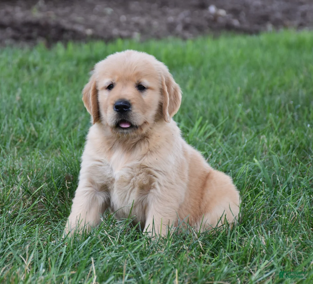 Golden Retriever dogs for sale: Oliver - Ad 1