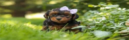 Yorkiepoo dogs for sale: Ariel - Ad 4