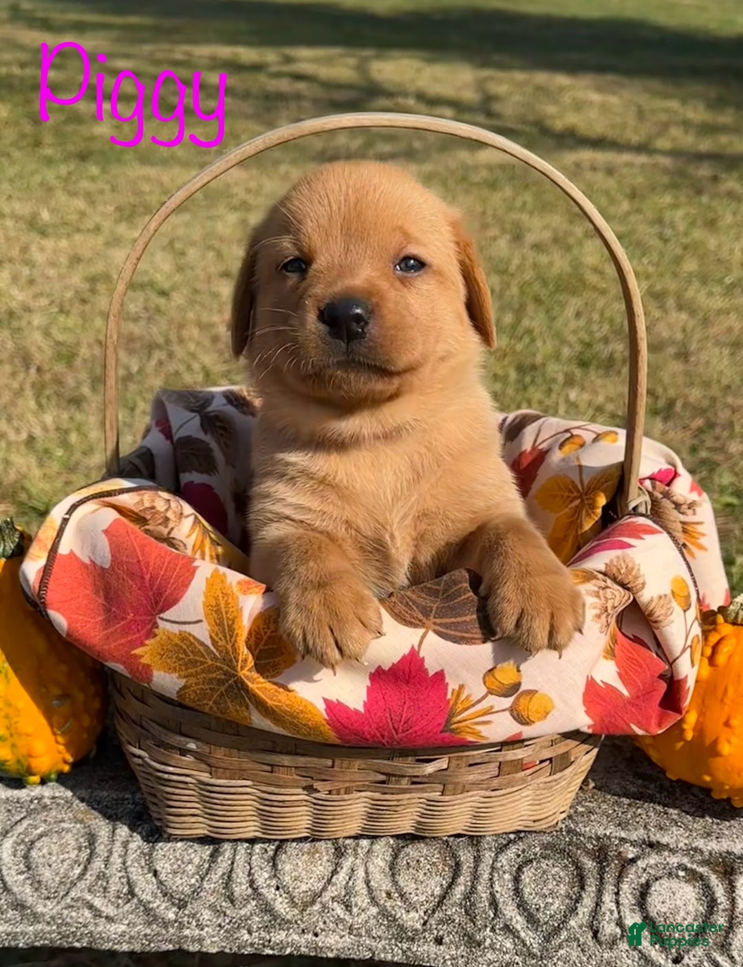 Labrador Retriever dogs for sale: Piggy - Ad 3