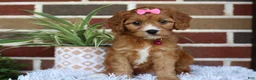 Cavapoo dogs for sale: Honey - Ad 11