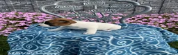 Jack Russell Terrier dogs for sale: Kaylee - Ad 2