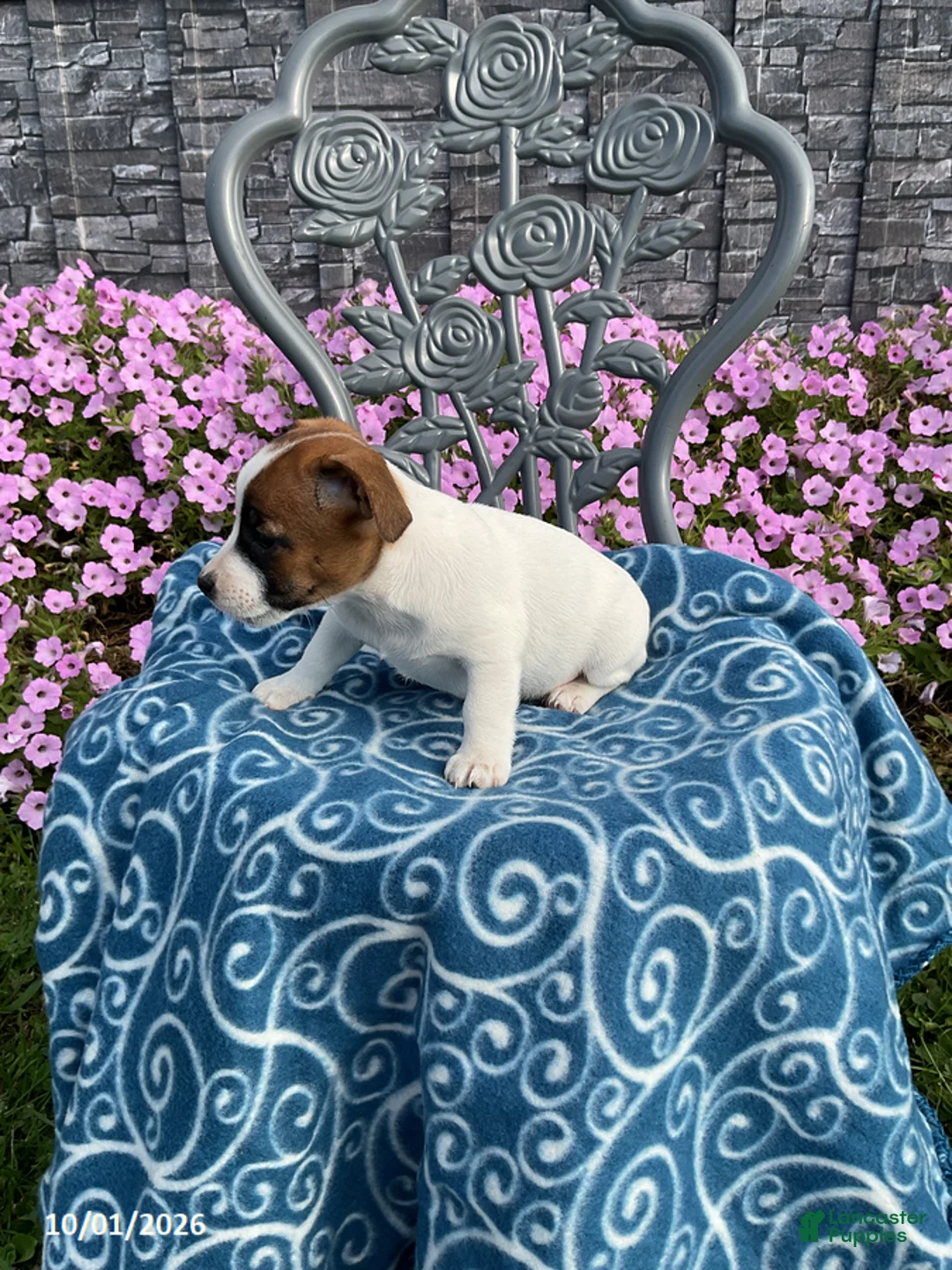 Jack Russell Terrier dogs for sale: Kaylee - Ad 2