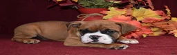 Mixed Breed dogs for sale: Benny - Ad 2