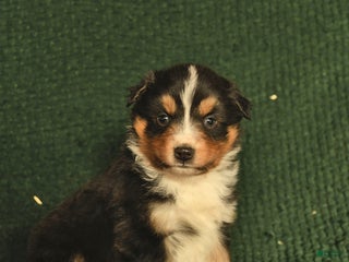 Australian Shepherd dogs Gray - Ad 36