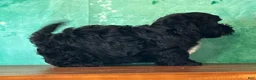 Yochon dogs for sale: Archie - Ad 3