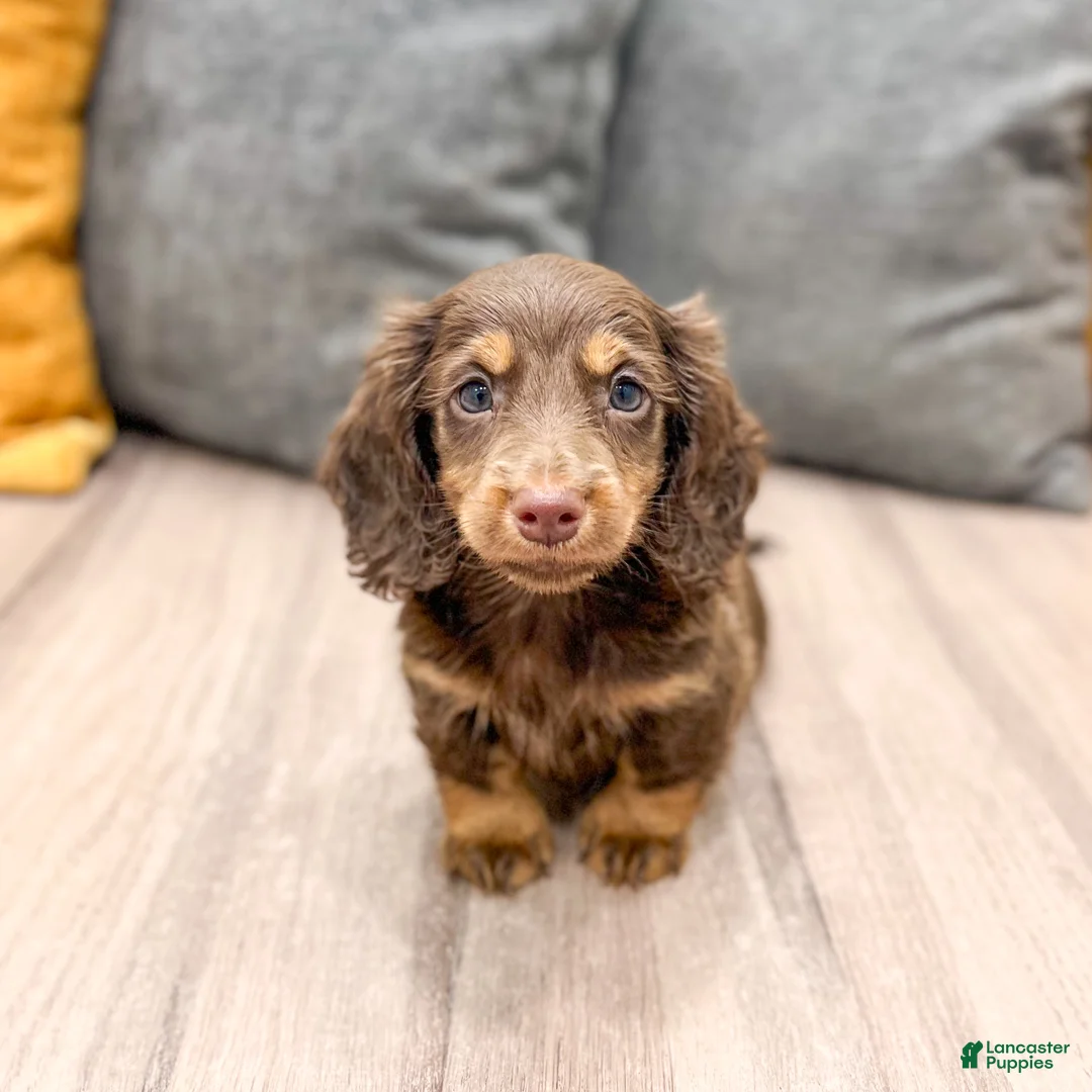 Miniature Dachshund dogs for sale: Hershey - Ad 1