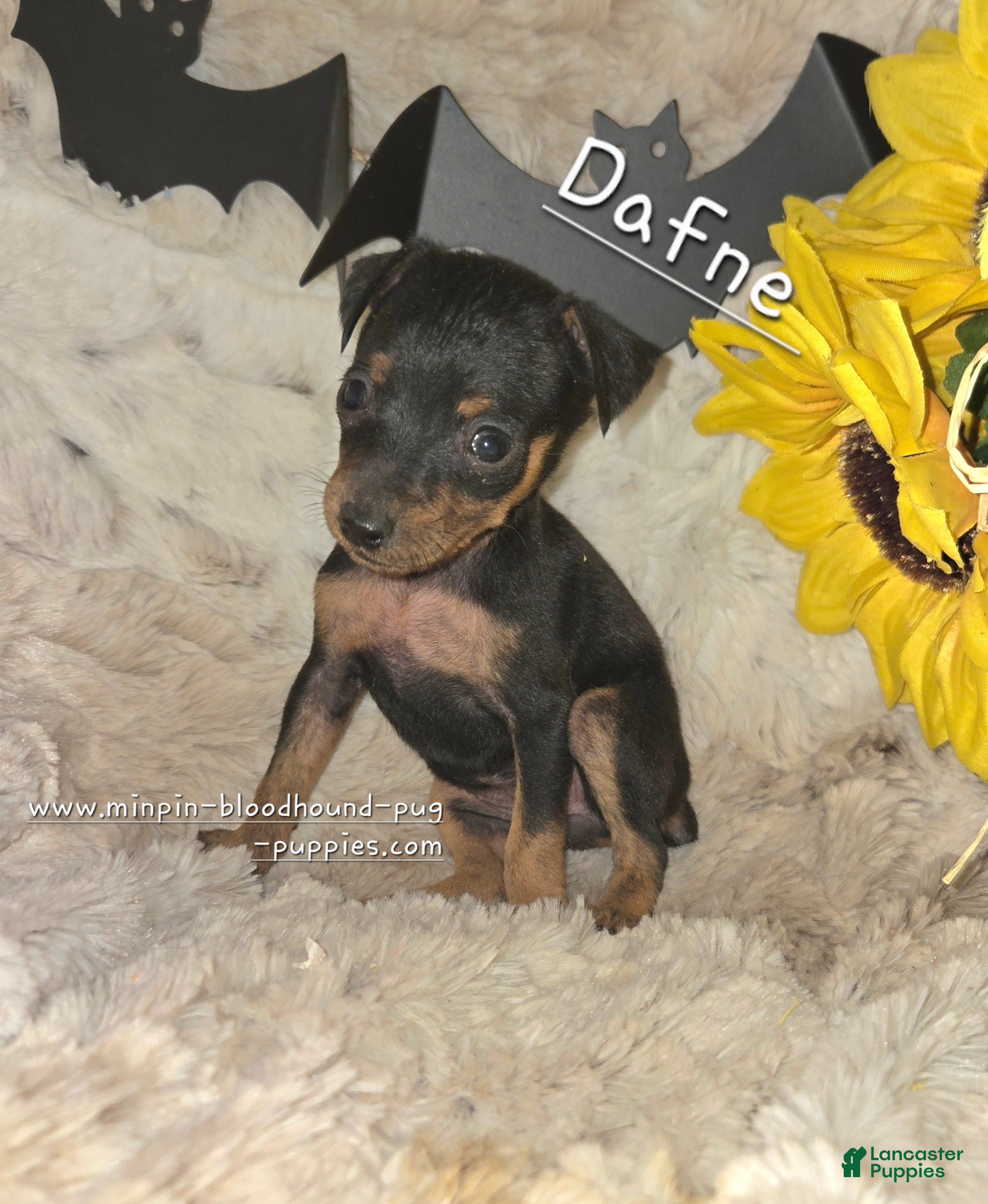Miniature Pinscher dogs Dafne black and tan brindle markings  - Ad 4
