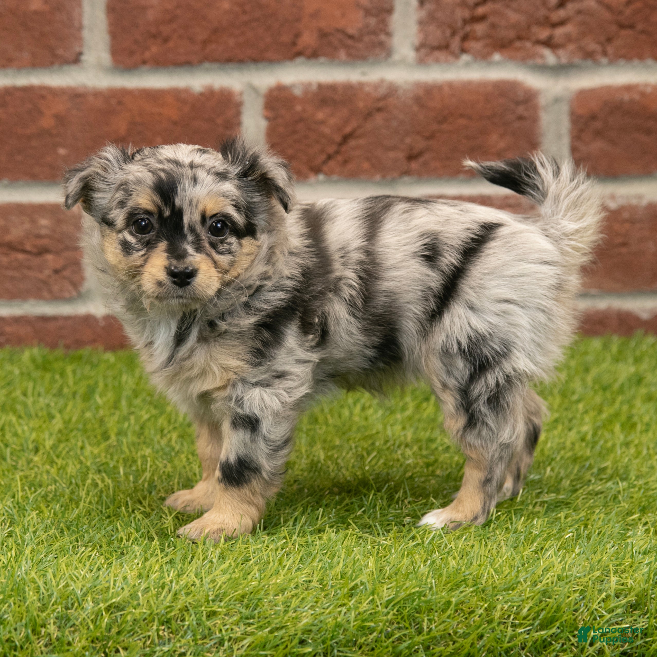 Chihuahua dogs Layla - Ad 1