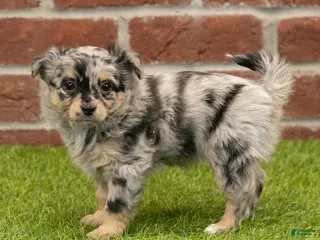 Chihuahua dogs for sale: Layla - Ad 4