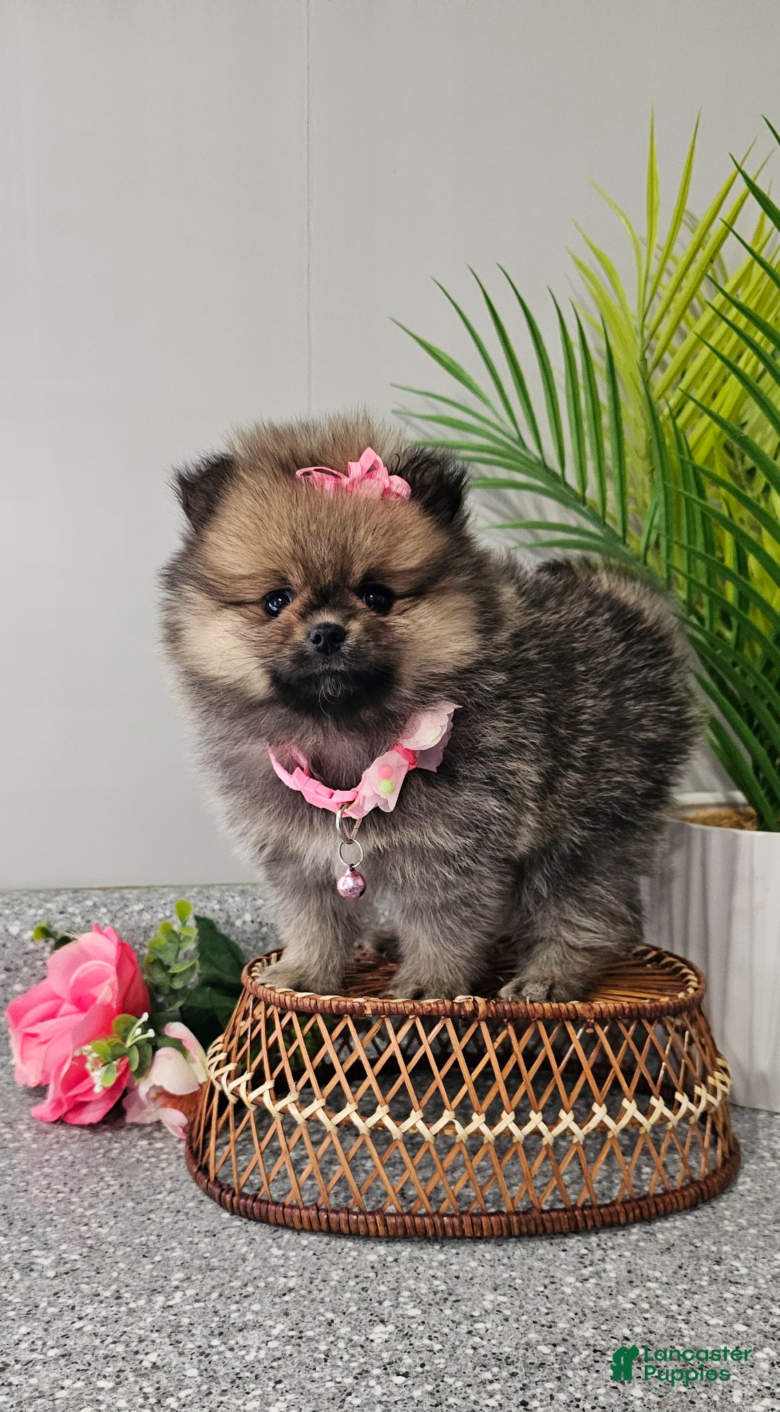 Pomeranian dogs Lil Lyra Jo - Ad 1