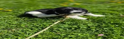 English Springer Spaniel dogs for sale: Caz - Ad 4