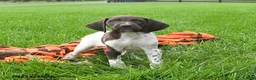 German Shorthaired Pointer dogs for sale: Secret - Ad 1